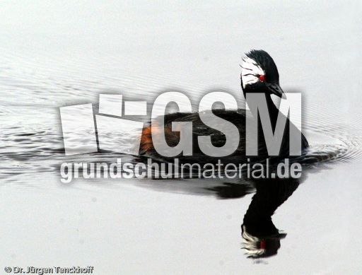 Rollandtaucher (7 von 8).jpg